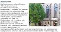 Meissen_(251)
