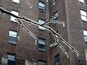 NY_(548)