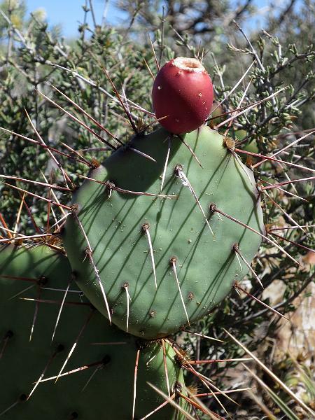 SW_(120).JPG
